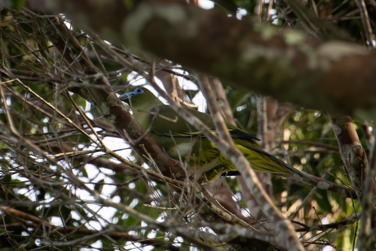 Yellow-vented Green-Pigeon - ML571050541