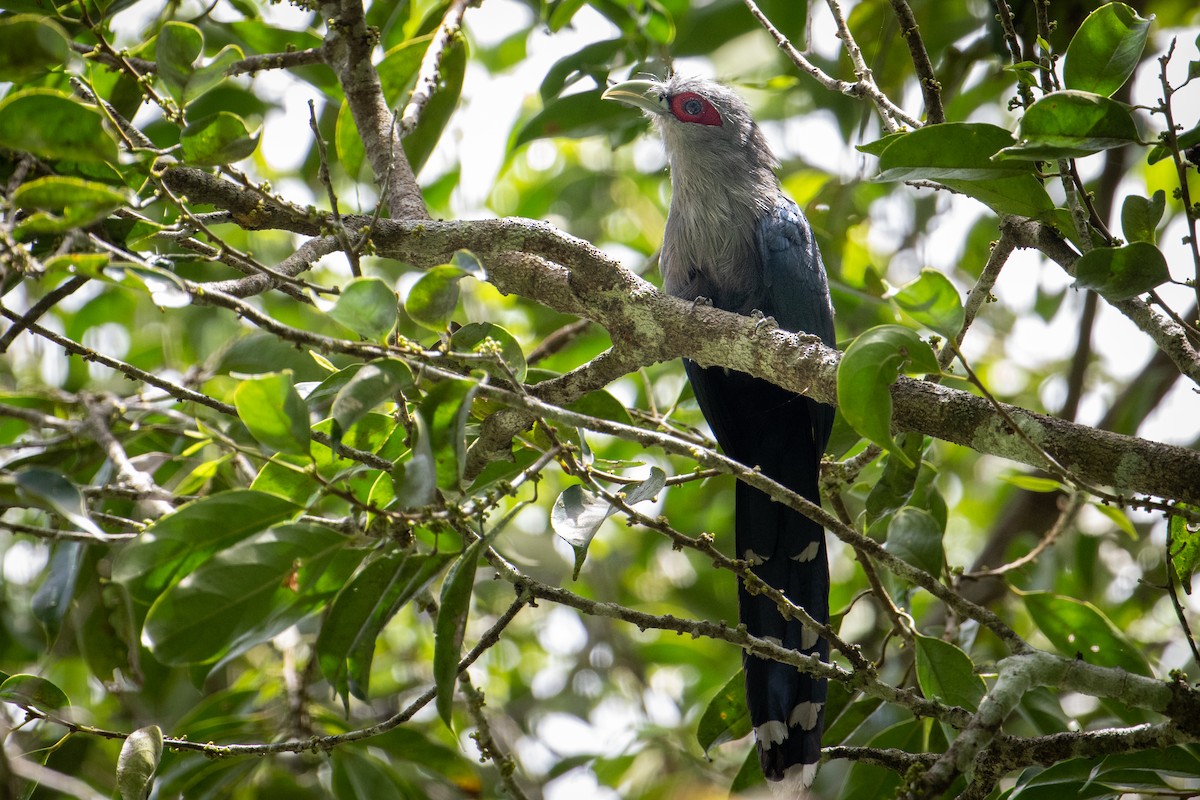 Malcoha Ventrinegro - ML571050631