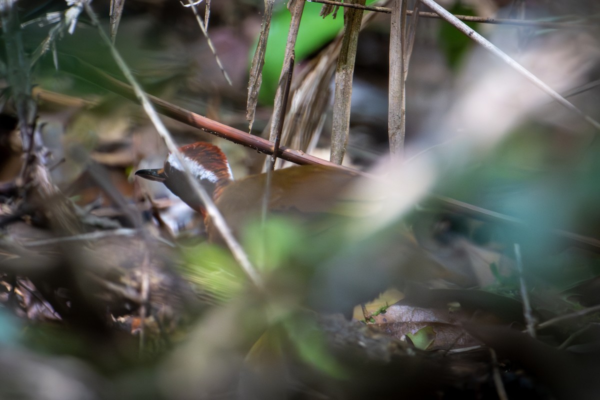 Malaysian Rail-babbler - ML571050851