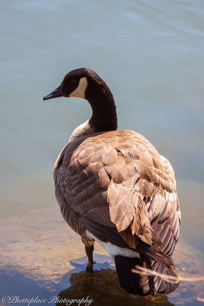 Canada Goose - ML571050871