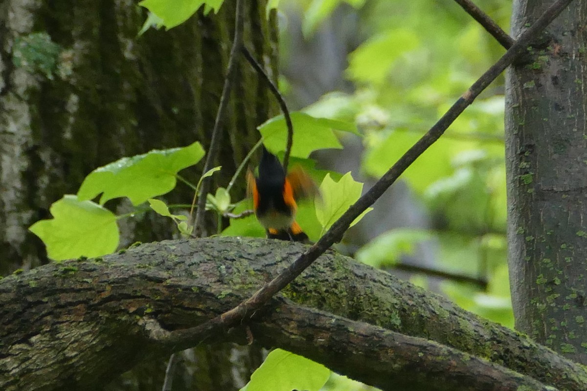 Paruline flamboyante - ML57105101