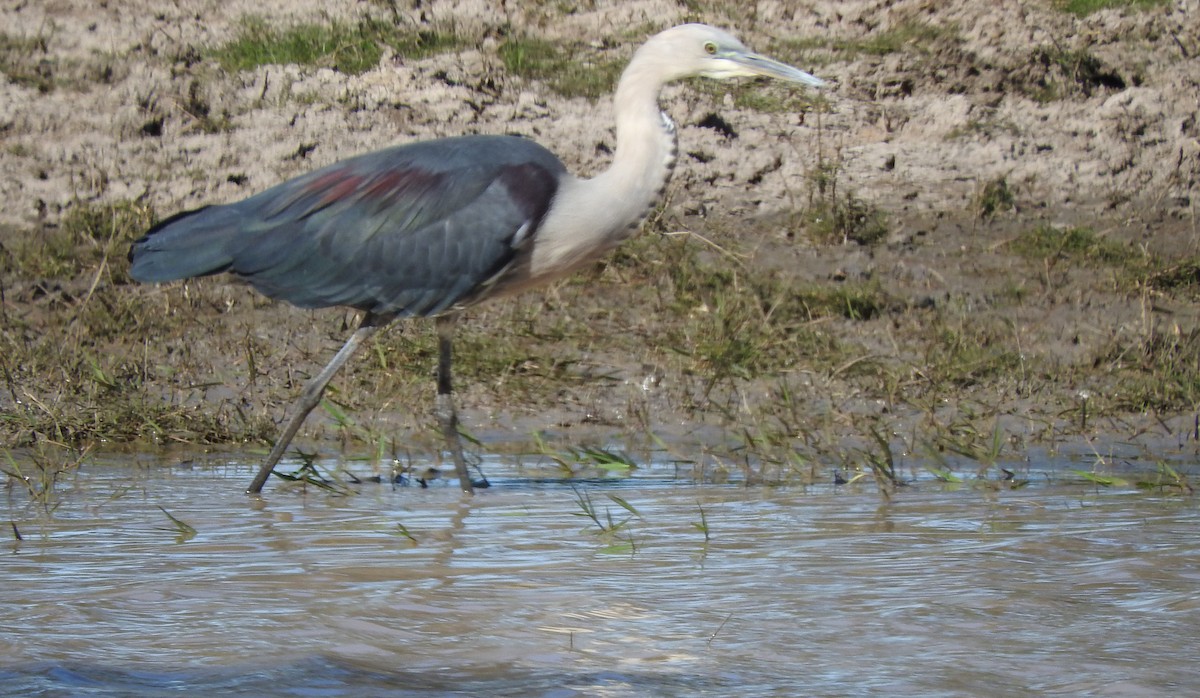 Garza Cuelliblanca - ML571051421