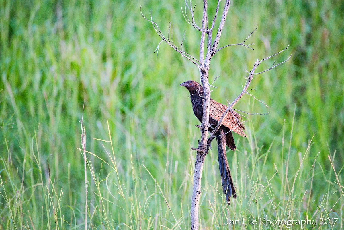 Pheasant Coucal - Jan Lile