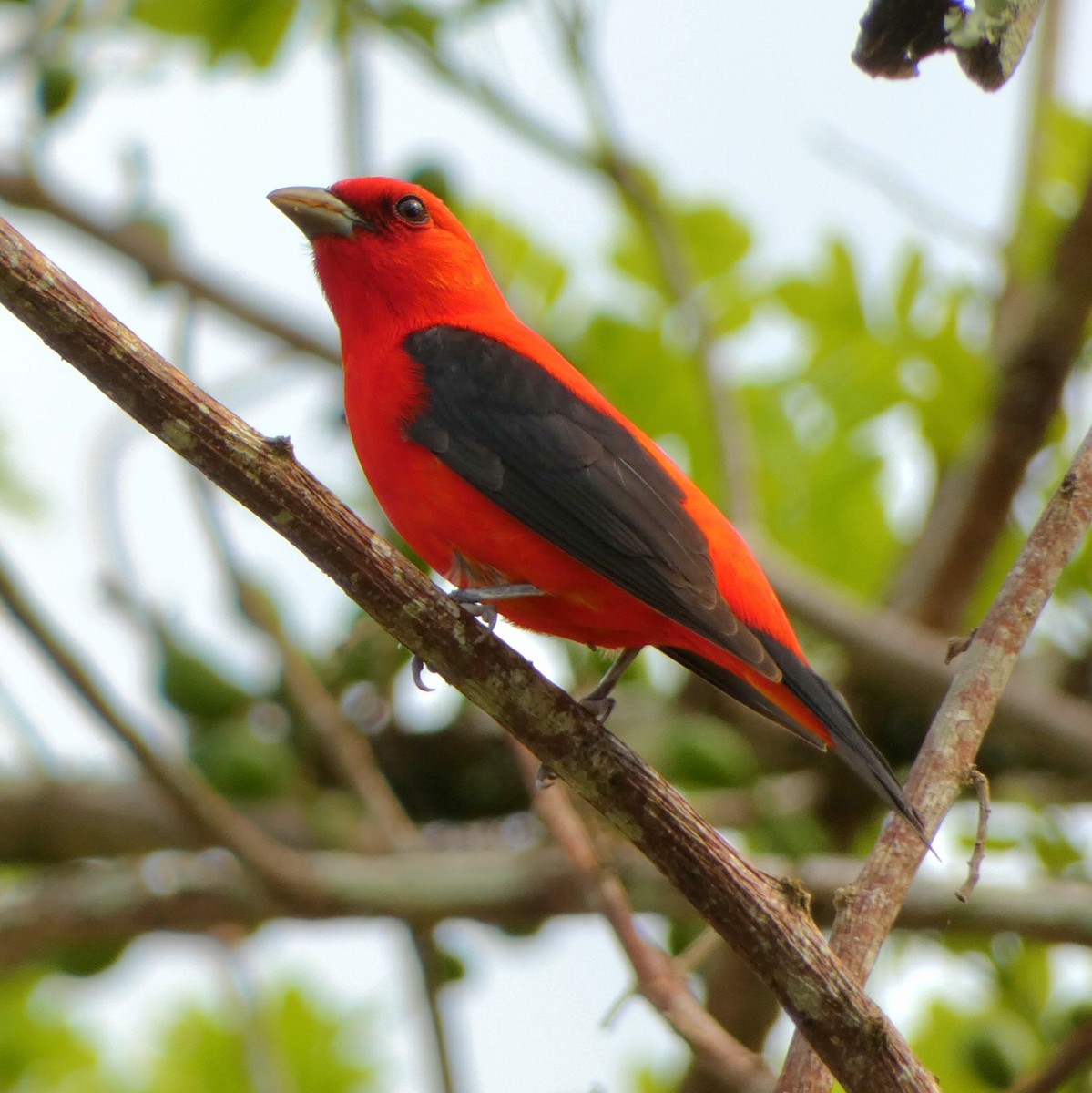 Scarlet Tanager - ML571052131