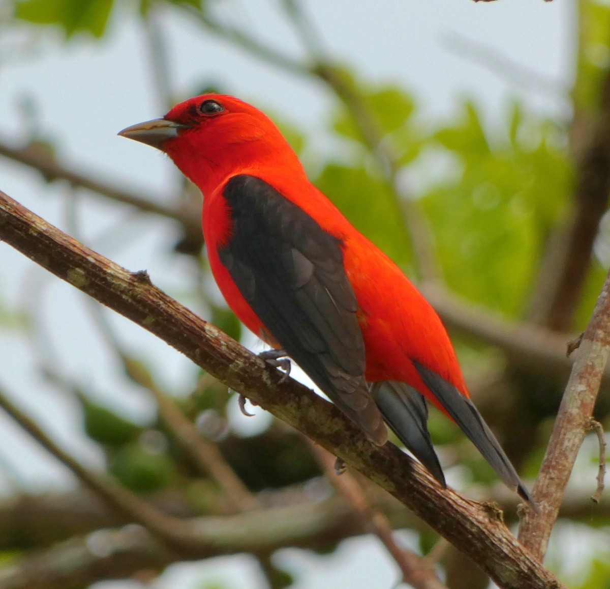 Scarlet Tanager - ML571052141
