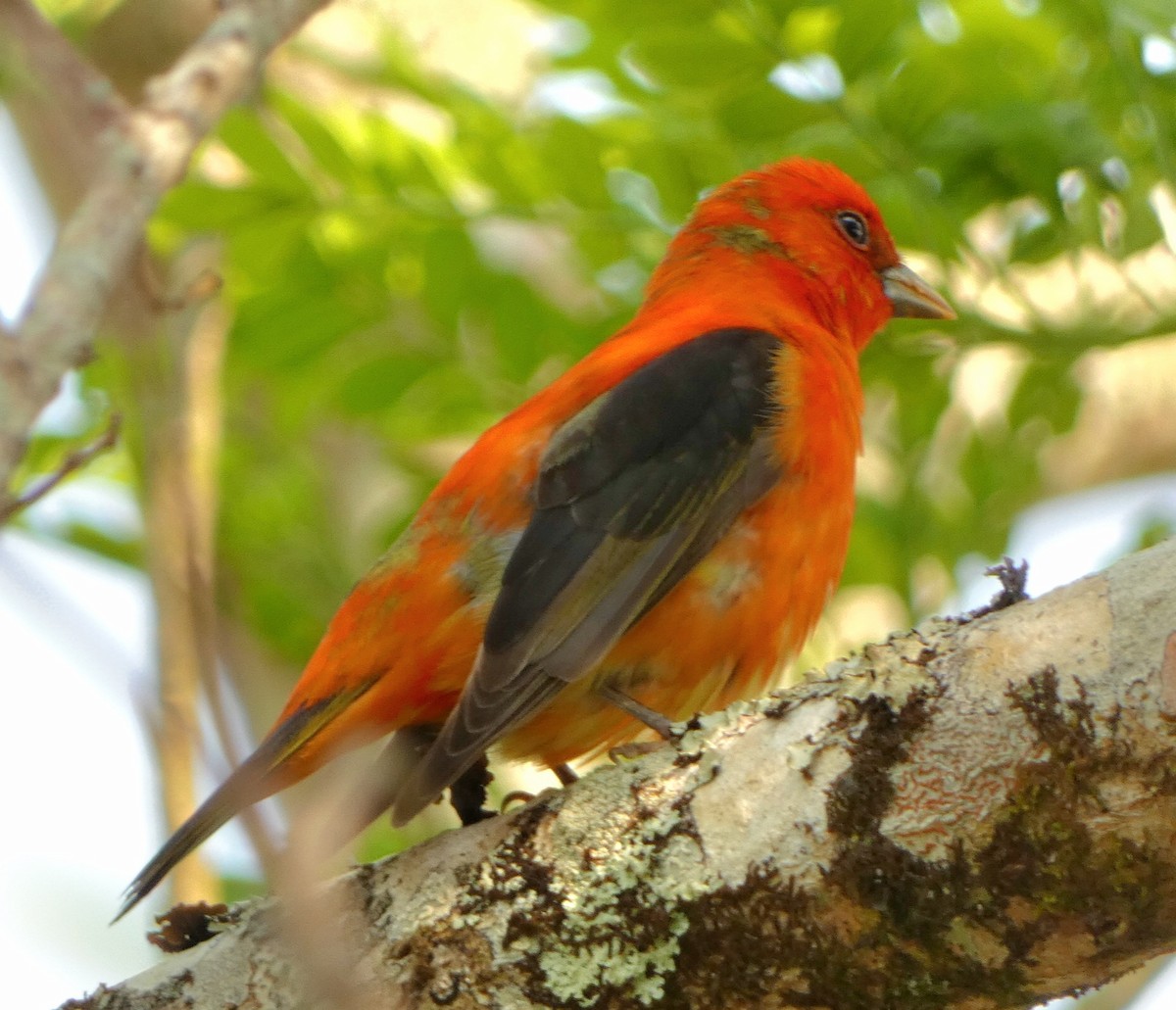 Scarlet Tanager - ML571052181