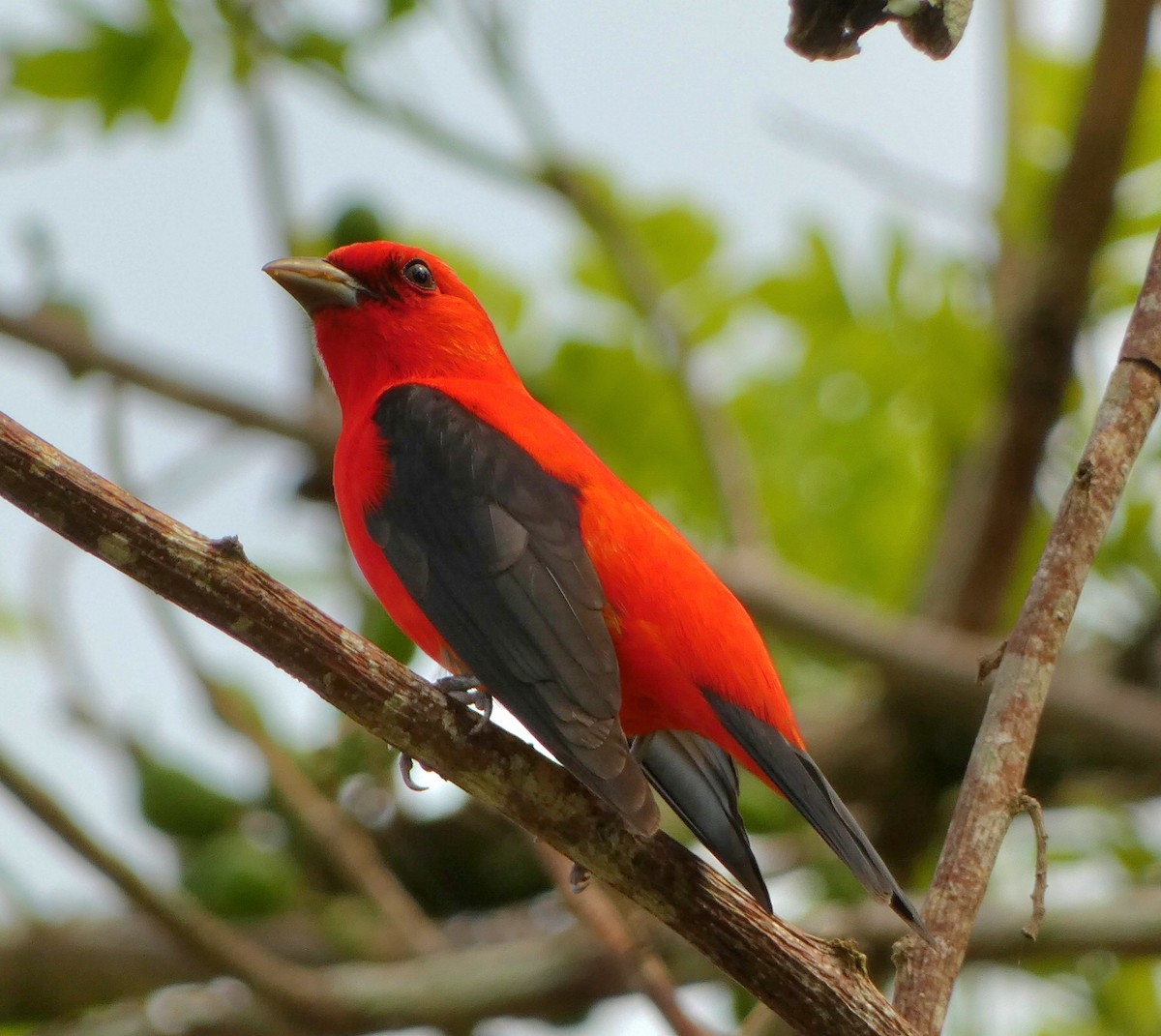 Scarlet Tanager - ML571052191