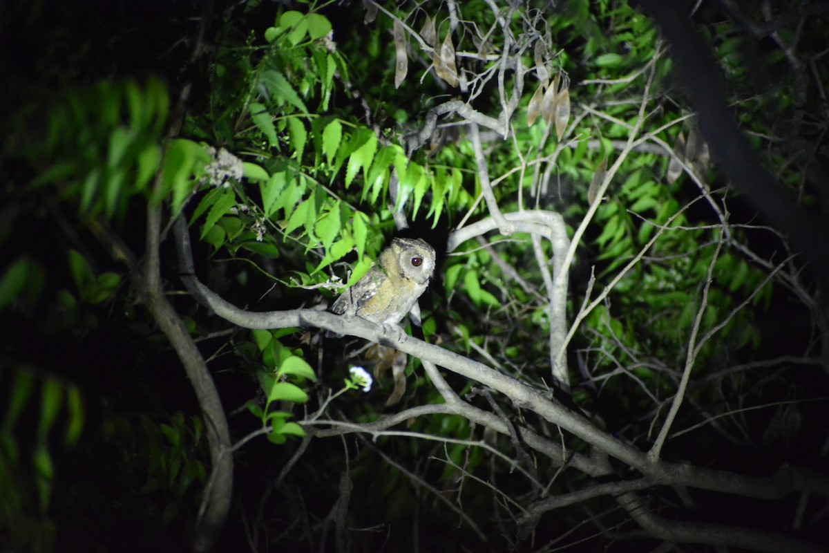Indian Scops-Owl - ML571052711