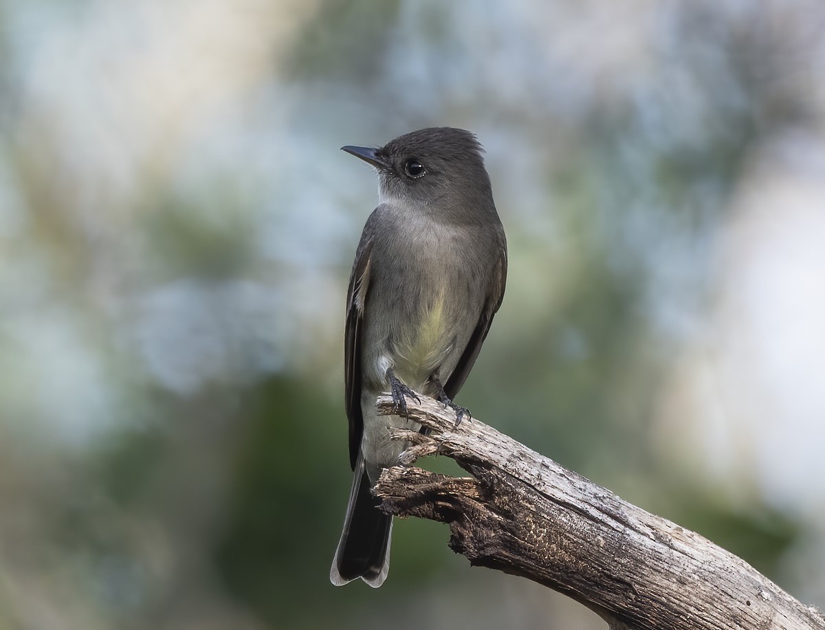 Western Wood-Pewee - Jerry Ting