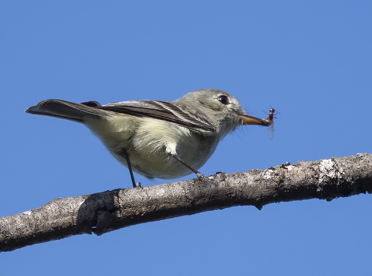 Gray Flycatcher - ML571053071