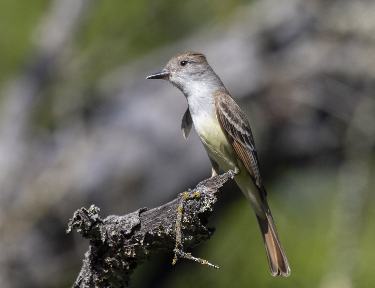 Ash-throated Flycatcher - ML571053111