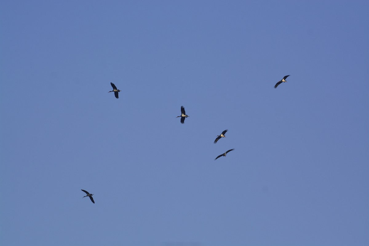 Black Stork - Kaushal Sharma