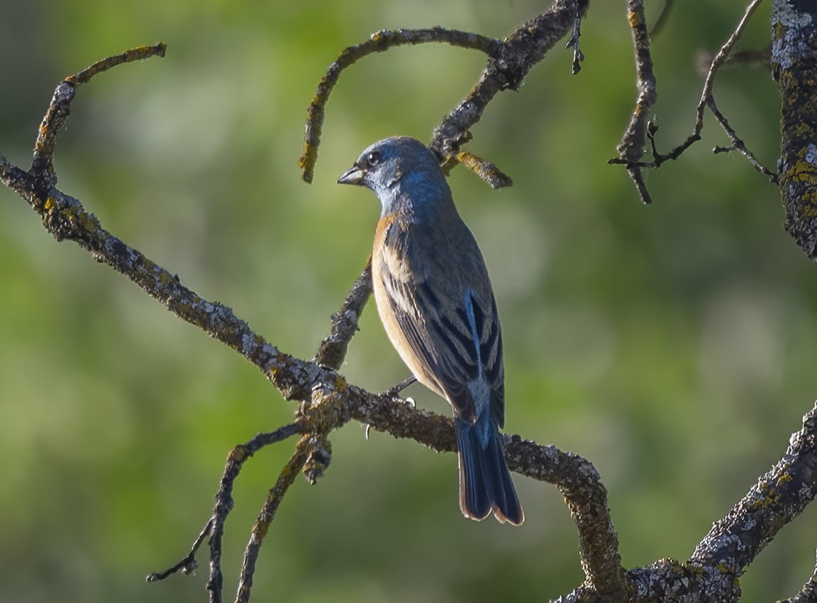 Lazuli Bunting - ML571053231