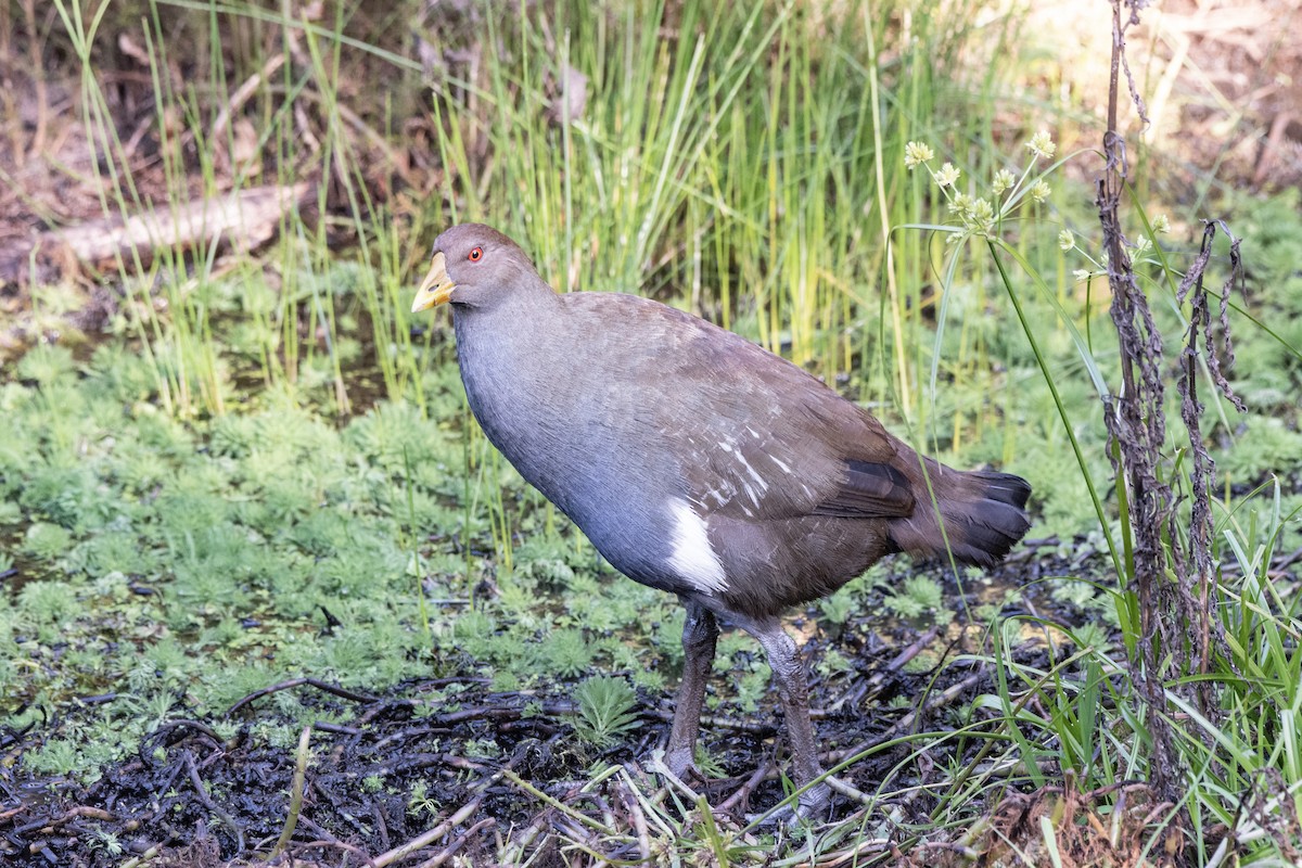 Tasmanian Nativehen - Owen  Lawton