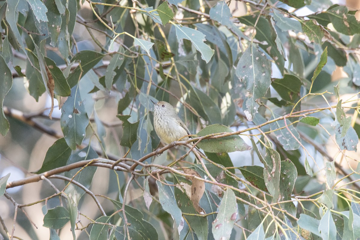 Brown Thornbill - ML571053601