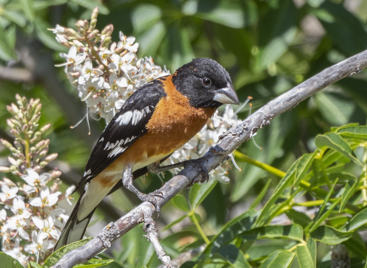 Black-headed Grosbeak - ML571053941