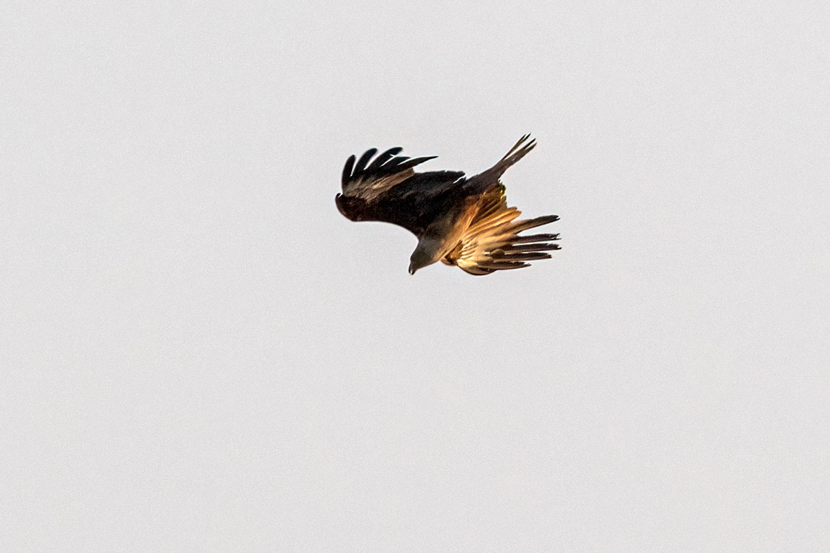 Brahminy Kite - Uday Agashe