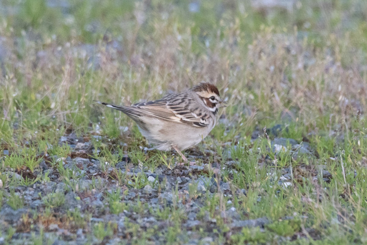 Lark Sparrow - ML571055011