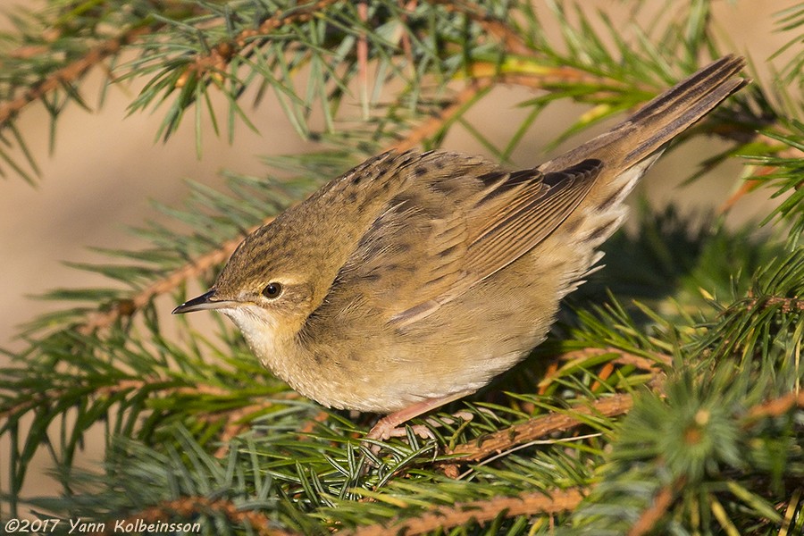 Common Grasshopper Warbler - ML57105521