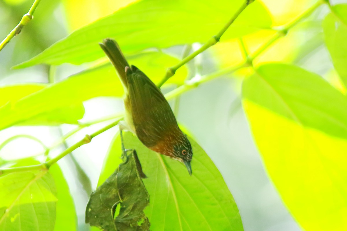 Mindanao Pygmy-Babbler - ML571055901