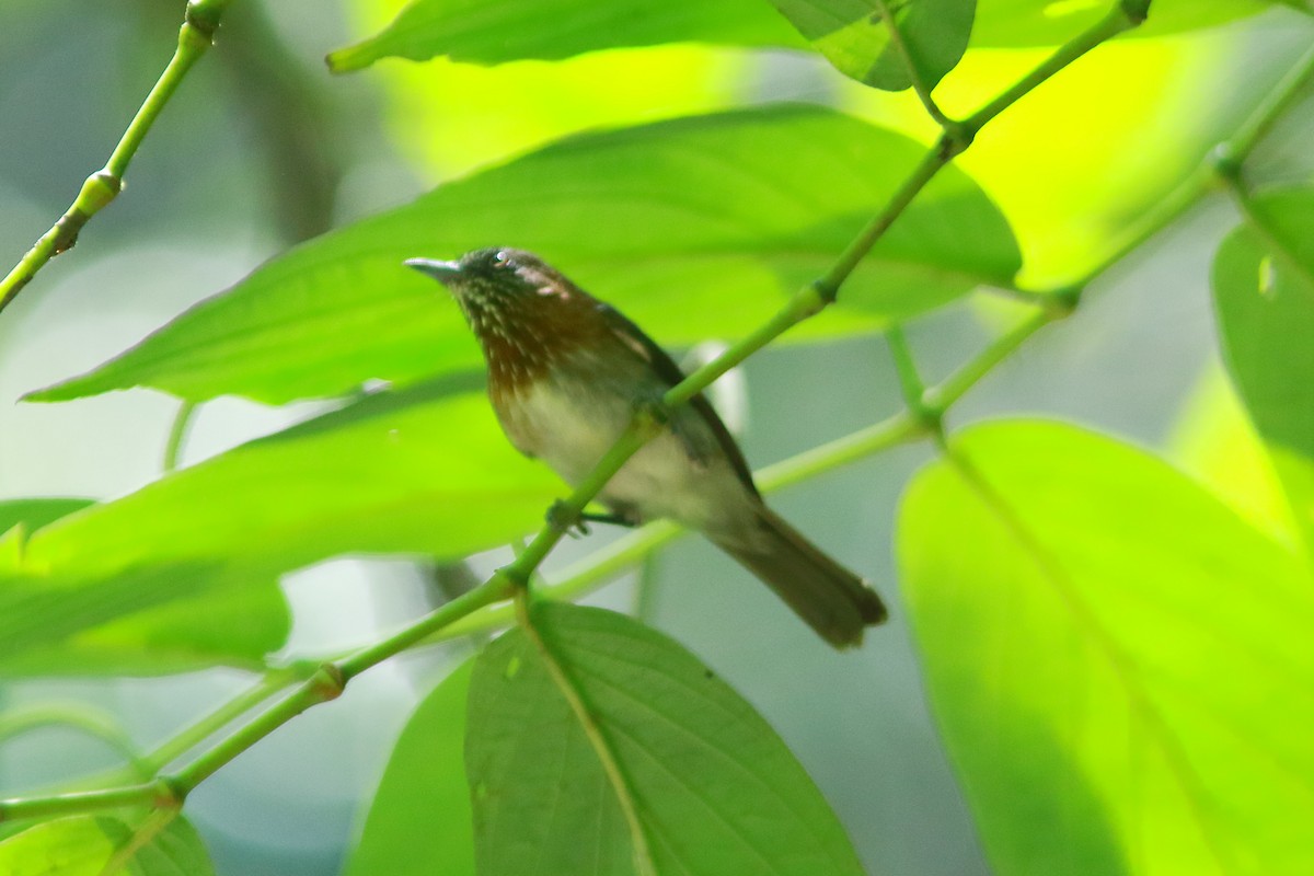 Mindanao Pygmy-Babbler - ML571055911