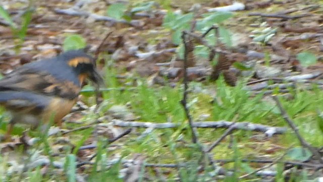 Varied Thrush - ML571056451