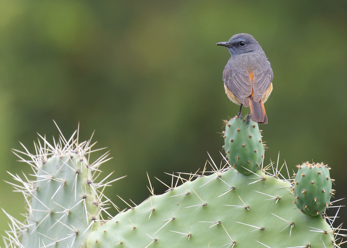 Little Rock-Thrush - ML571056761