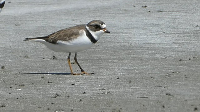 Semipalmated Plover - ML571057091