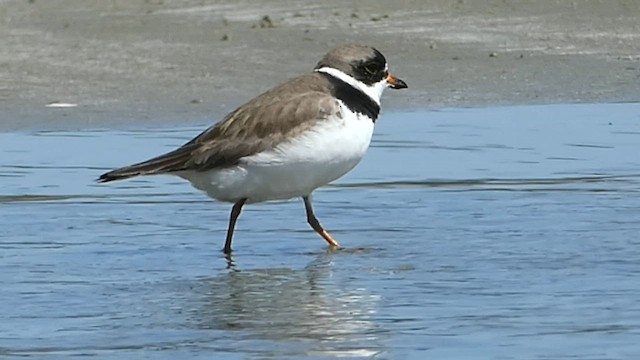 Semipalmated Plover - ML571057111