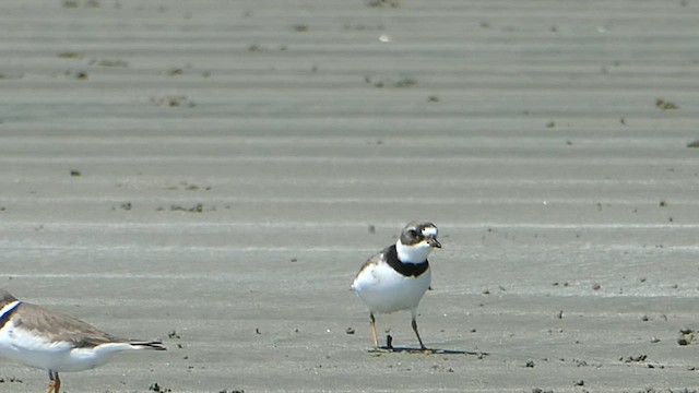 Sanderling - ML571057151