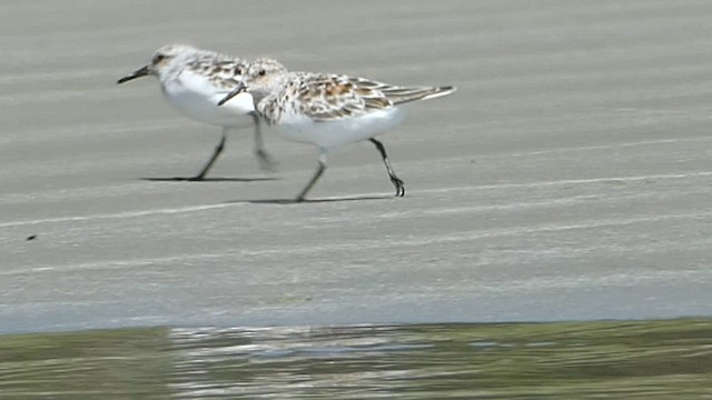Sanderling - ML571057171