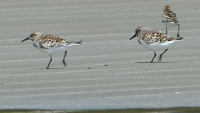 Sanderling - ML571057191