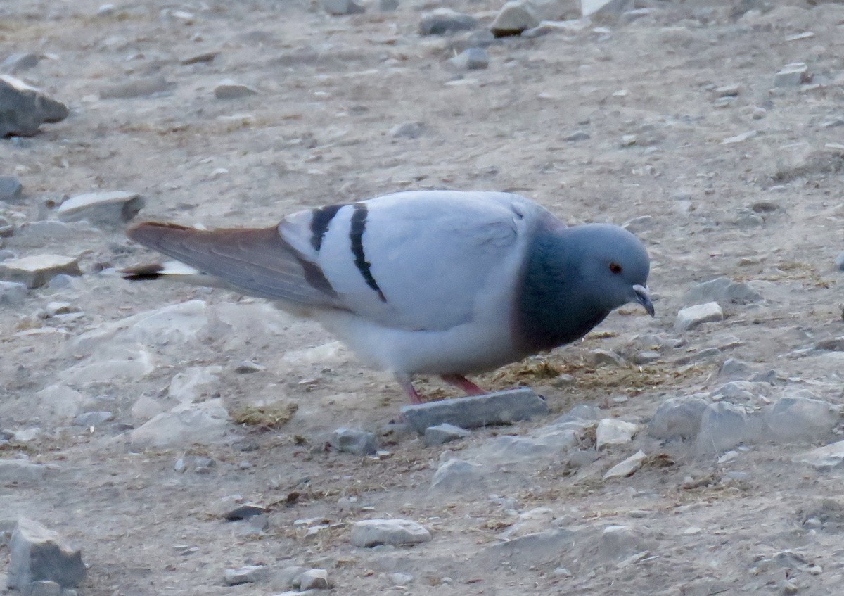 Hill Pigeon - ML57105721