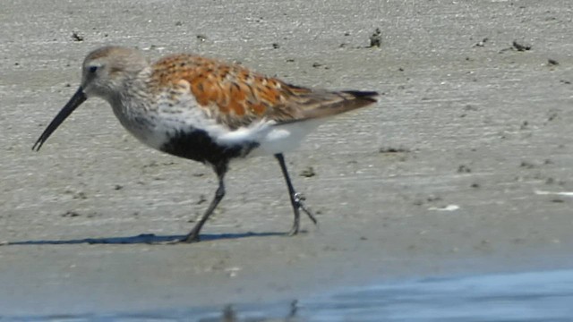 Dunlin - ML571057231