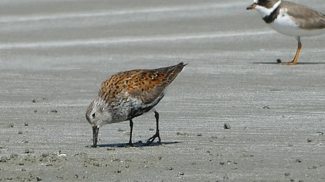Dunlin - ML571057261