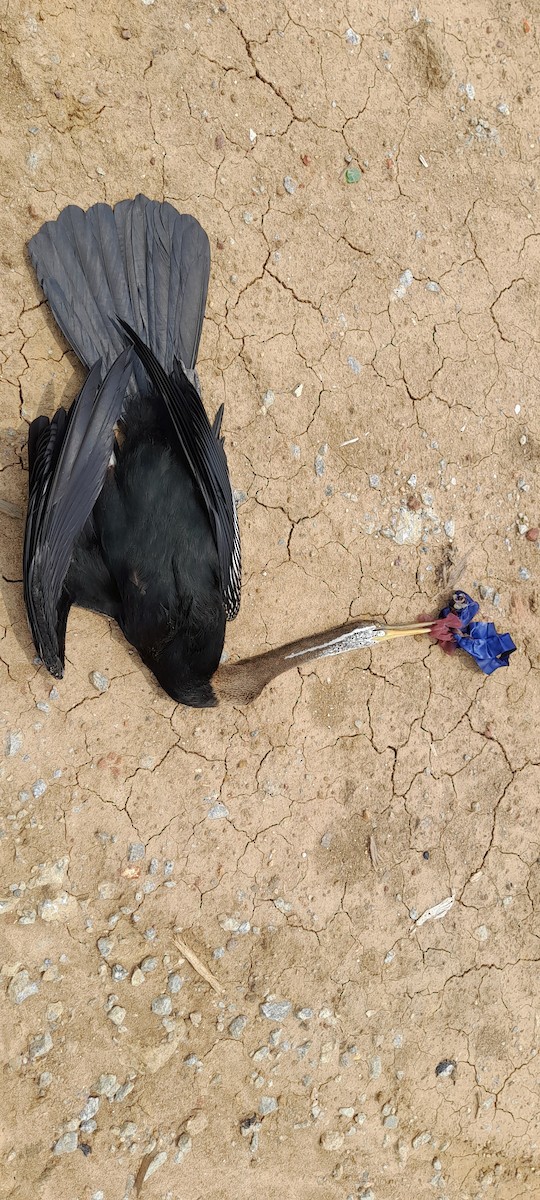 Oriental Darter - ML571058371