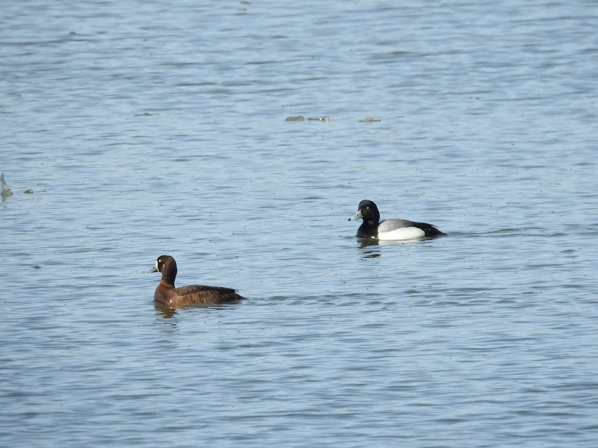 Greater Scaup - ML571059371