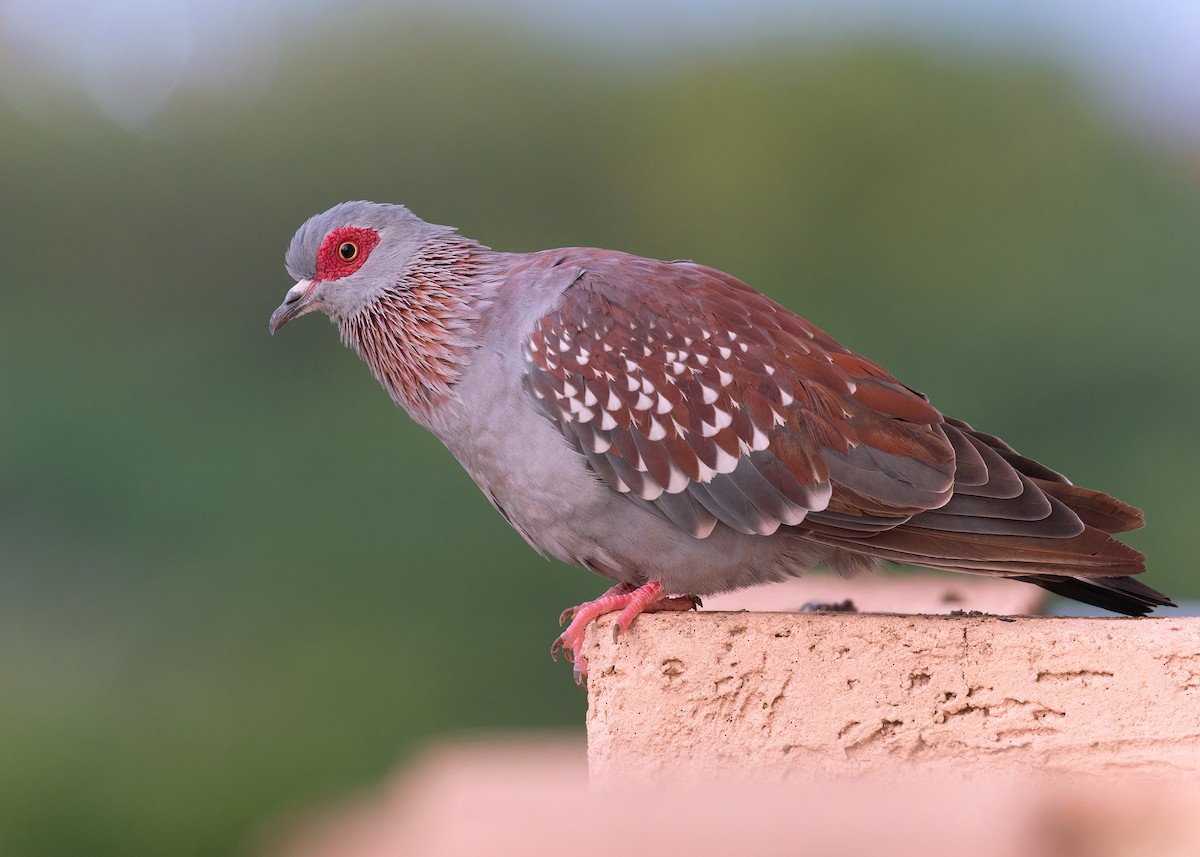 Speckled Pigeon - ML571059971