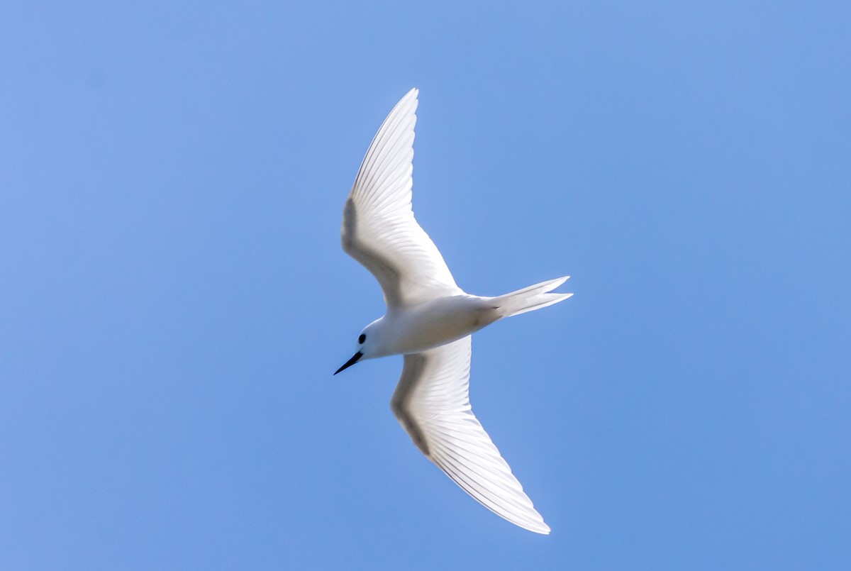 White Tern - ML571060251