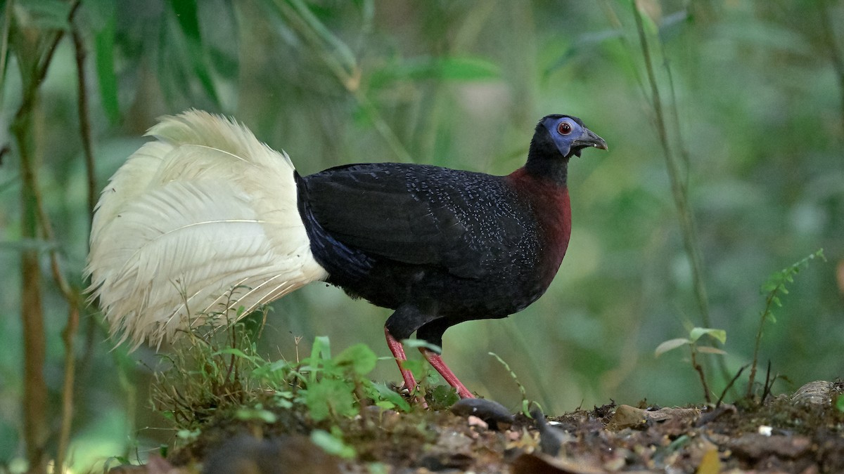 Bulwer's Pheasant - xiwen CHEN