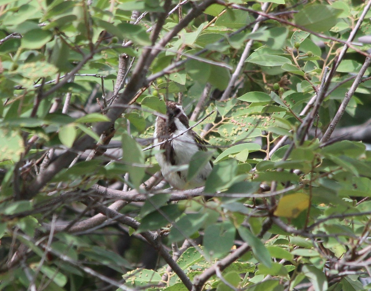 Black-throated Barbet - ML57106061