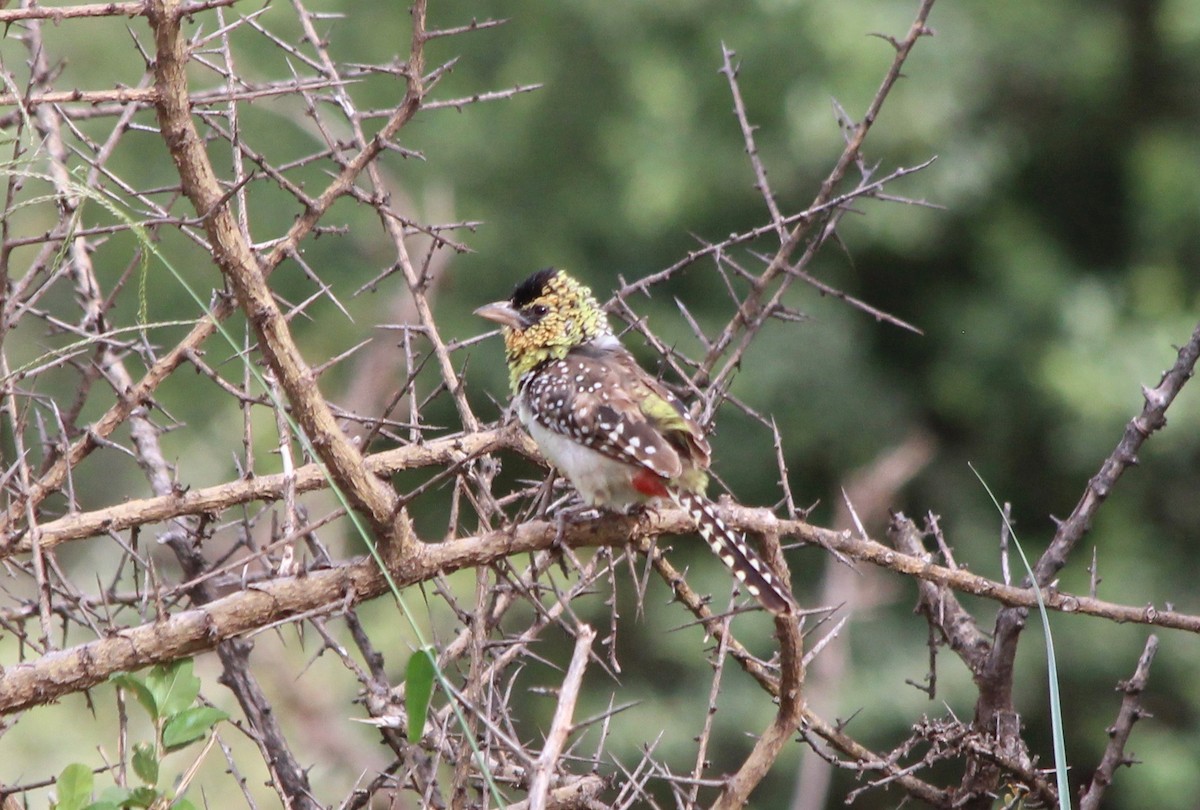 D'Arnaud's Barbet - ML57106111