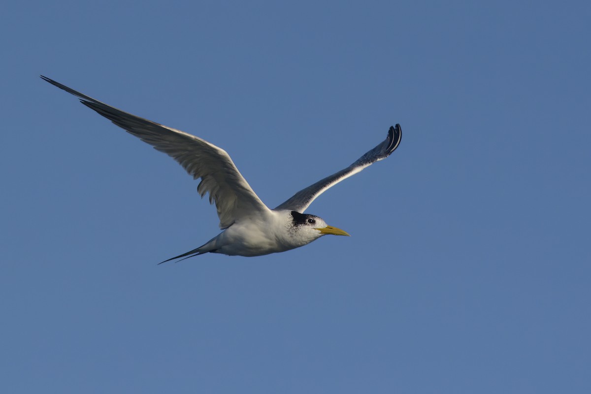 Great Crested Tern - ML571061241