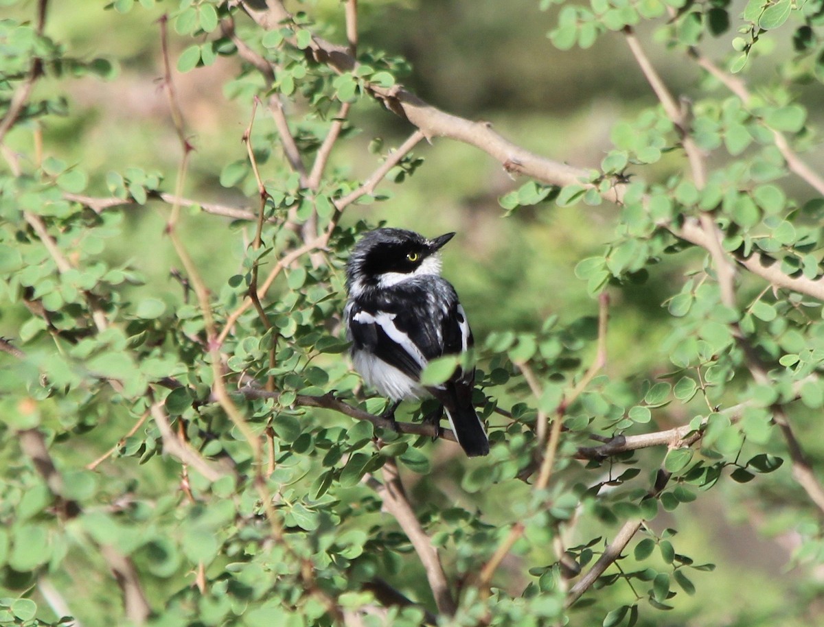 Pygmy Batis - ML57106131