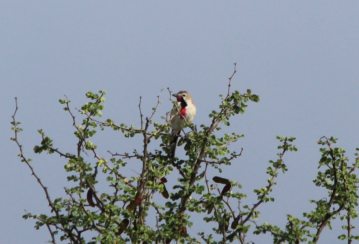 Rosy-patched Bushshrike - ML57106181