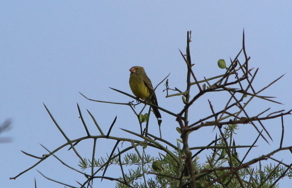 Southern Grosbeak-Canary - ML57106201