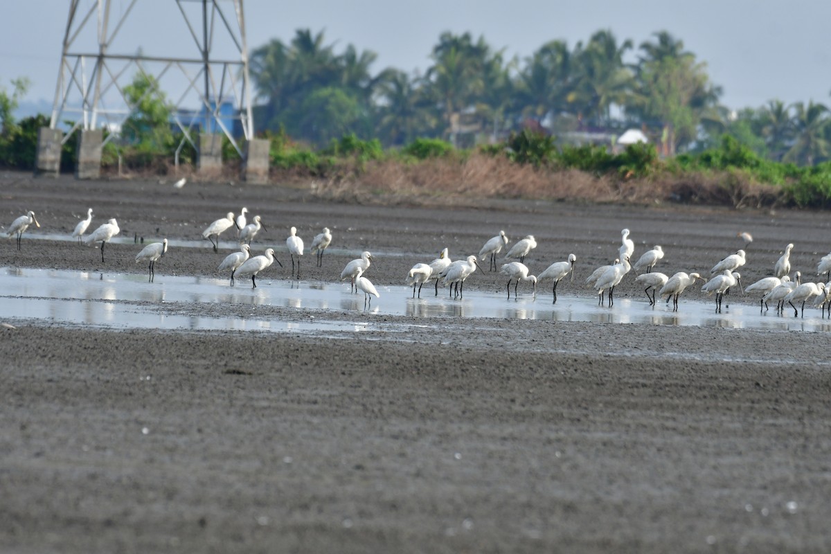 Eurasian Spoonbill - ML571062051