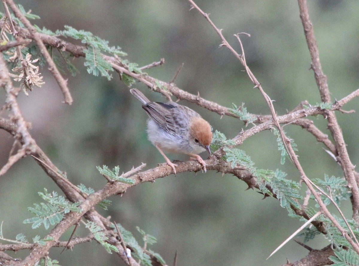 Tiny Cisticola - ML57106231