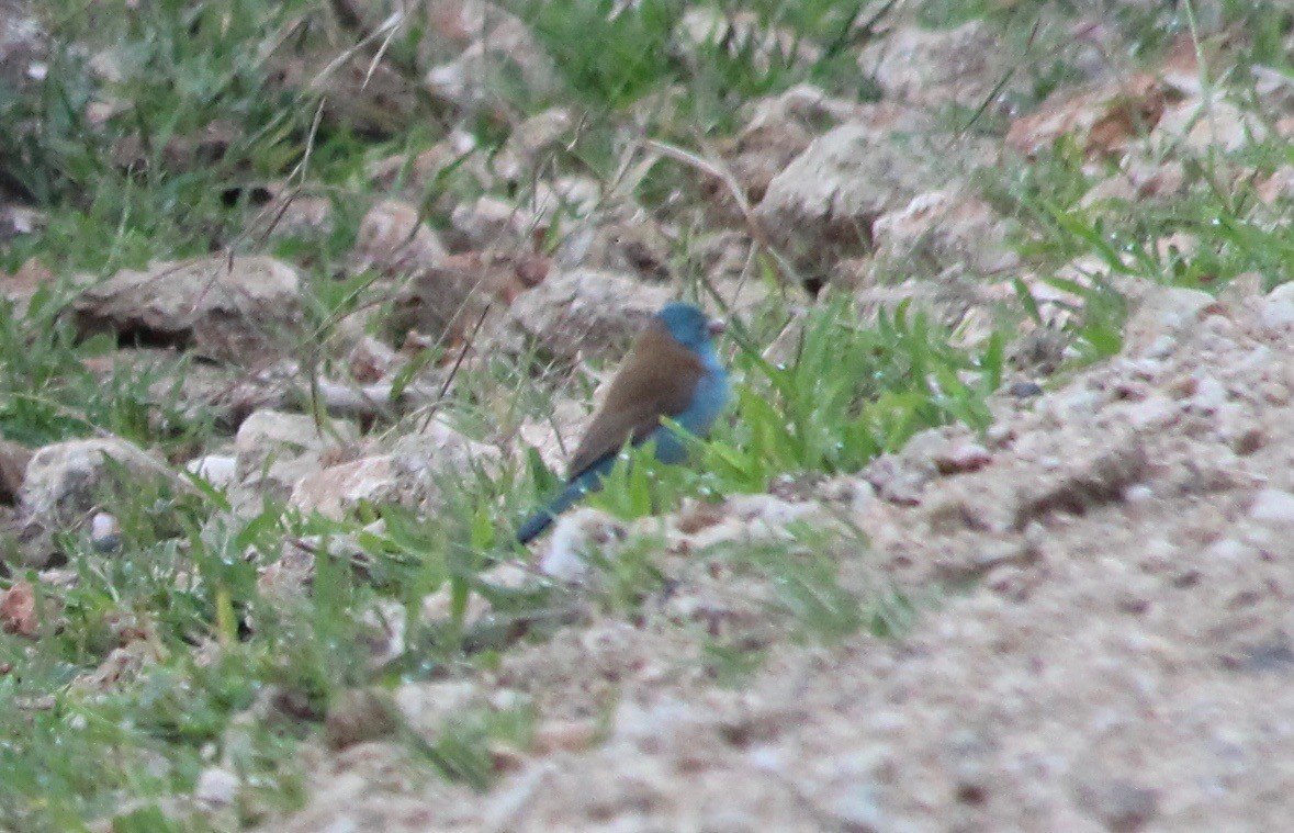 Blue-capped Cordonbleu - ML57106261
