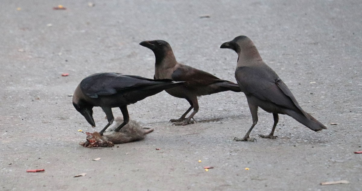 House Crow - ML571062881